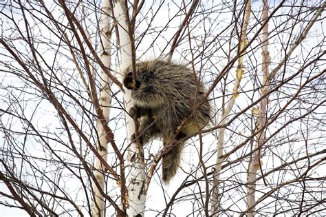 porcupine control  treatments   home yard  trees