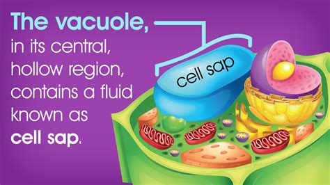 vacuole structure biology wise