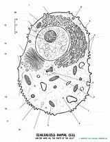 Cell Biology Animal Worksheet Coloring Anatomy Sheet Subject sketch template