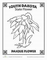 Dakota South State Flower Choose Board sketch template