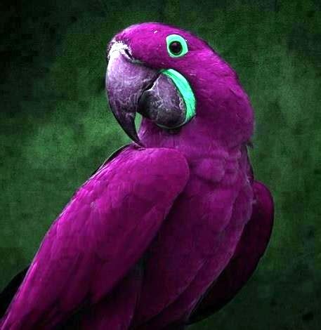 shukernature  happened   purple macaw