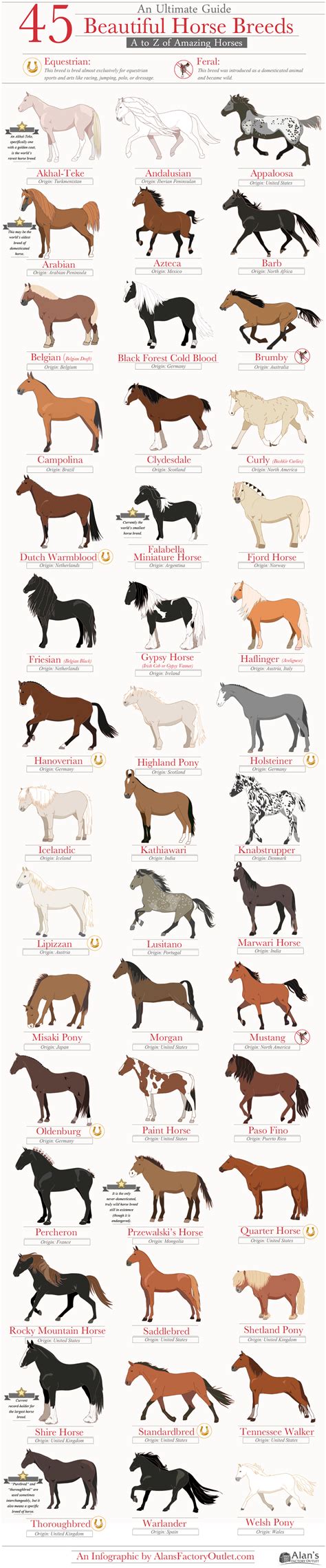 beautiful horse breed     amazing horses infographic visualistan