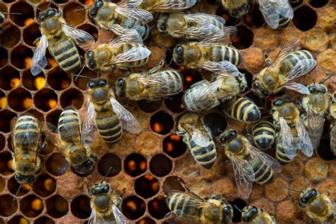 2016 est une année catastrophique pour la production de miel en france