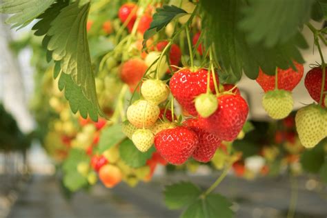 haengende erdbeeren sorten vorteile und mehr