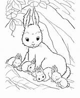 Coloring Rabbit Family sketch template