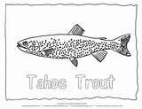 Coloring Pages Tahoe Colouring Lake Trout Fish Forelle Zum Animal Designlooter Animals Color Sheets Sheet Adult Ausmalbilder Fischen Mit 56kb sketch template