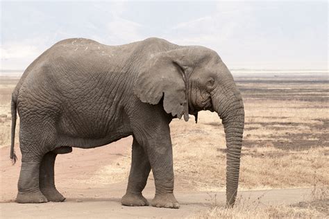 elephant poids taille duree de vie nombre de bebes