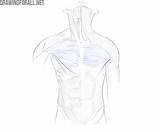 Torso Anatomy Drawingforall Tubercle Limb Greater sketch template