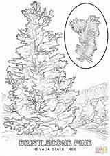 Coloring Pine Nevada Tree State Pages Bristlecone Drawing Printable Longleaf Color Trees Ponderosa Click Colouring Designlooter Getdrawings North Drawings Visit sketch template