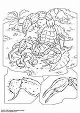 Schorpioen Skorpion Kleurplaat Scorpione Malvorlage Scorpion Schoolplaten Schulbilder Educolor Edupics Herunterladen sketch template