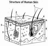 Skin Diagram Unlabeled Layer Unlabelled Systems Body Cross Section Label Anatomy Epidermis Quizlet Raul Animals sketch template