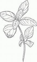 Coloring Botanical Pluspng sketch template