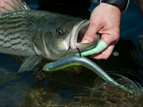 Three Best Z Man Soft Plastic Baits For Striped Bass On The Water