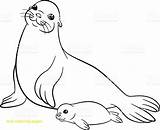 Seal Drawing Harp Coloring Pages Monk Color Seals Baby Printable Print Mom Drawings Colouring Getcolorings Getdrawings Paintingvalley sketch template