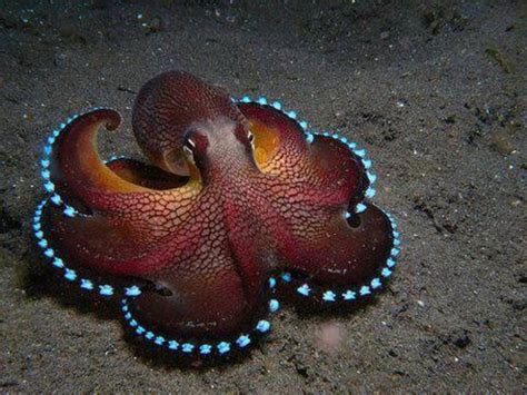 coolest underwater animals    unusual sea creatures
