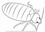 Drawing Bug Bed Draw Insect Step Simple Insects Tutorials Getdrawings Drawingtutorials101 sketch template