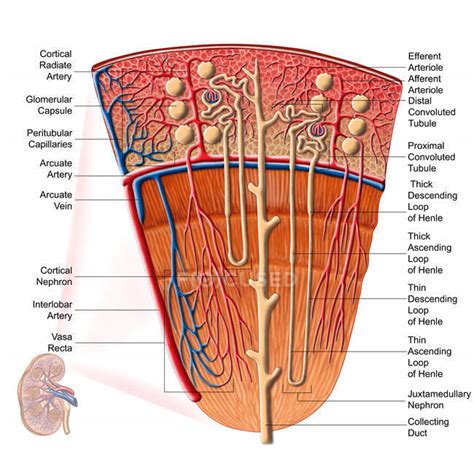anatomy  human kidney function  labels collecting duct system efferent arterioles