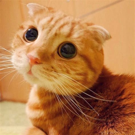Meet Muta The Real Life Puss In Boots The Internet Has