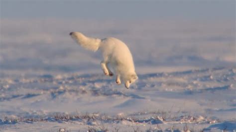 arctic fox hunts  prey  snow video fokusi