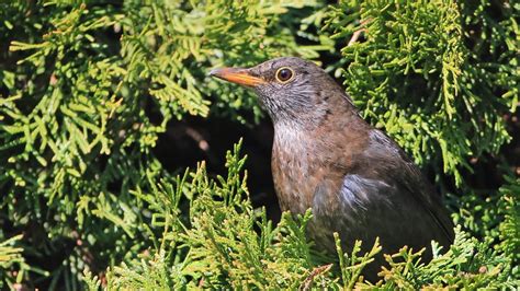 mehl partikel latein kleiner vogel mit spitzem schnabel wasser moench