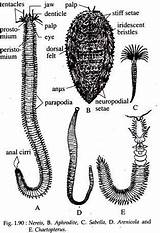Annelida Phylum Annelids Nereis Classification Worms Makes Aphrodite Earthworms Oligochaeta Sabella sketch template