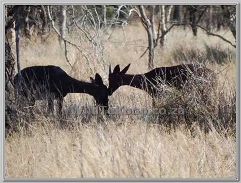 black impalas  sale  swart rooibokke te koop  wildlife south africa classifieds