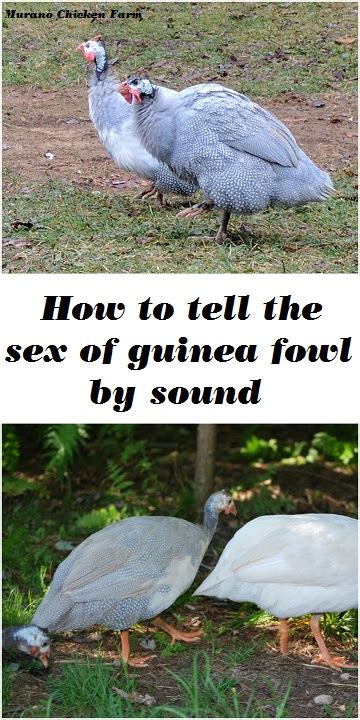 how to tell the sex of guinea fowl by sound it s really easy