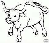 Bull Kids Getdrawings Drawing Bulls sketch template