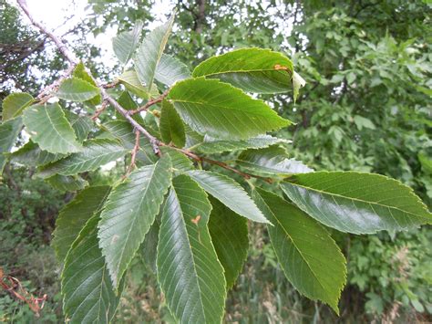 american elm   common north american trees