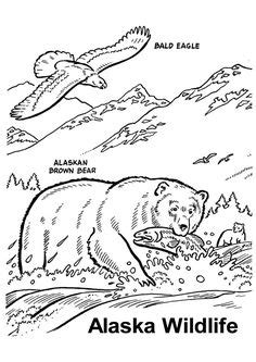 alaska state bird coloring page bird coloring pages tree coloring