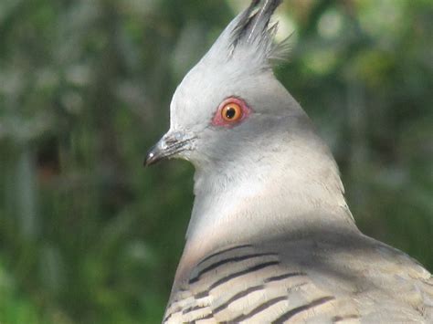 crested pigeons  pet birds trevors birding