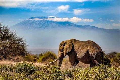 mind blowing kenya national parks  reserves   afford   african safari