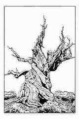 Bristlecone Pine sketch template