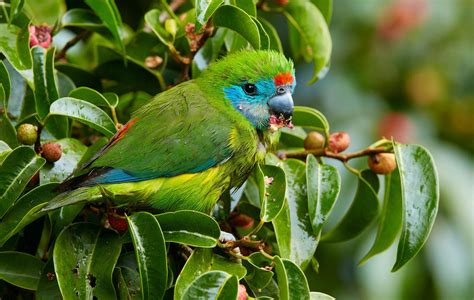 double eyed fig parrot  australias tiniest parrot australian geographic