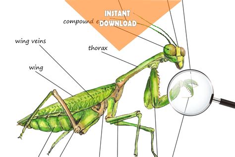 praying mantis unit study mega printable bundle anatomy etsy france