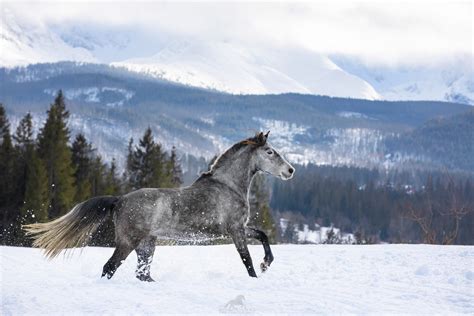 konie  tatrach fotograf anna sychowicz fotografia jezdziecka