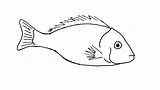 Fish Drawing Drawings Line Simple Sketch Easy Outline Illustration Clipart Sketches Sea Paintingvalley Clip Fishing Hook Consumer sketch template