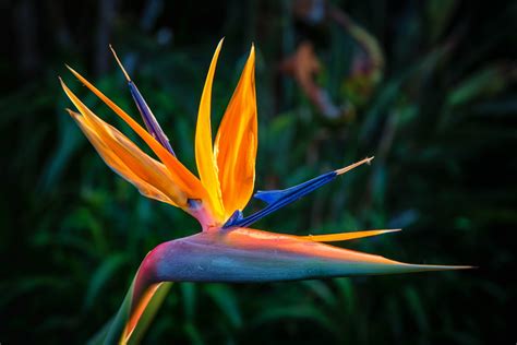 5 Hawaiian Plants To Instantly Beautify Your Garden