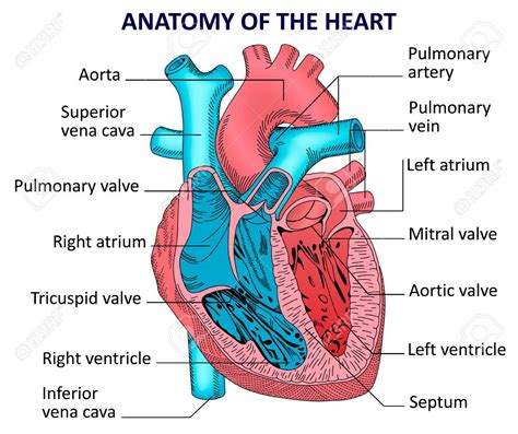 anatomy   human heart