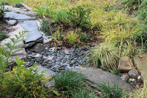 rainforest garden   design  dry creek bed  tips