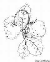 Fragola Erdbeere Malvorlagen Colorkid Jagody Baies Morango Garten Fraise Giardino Kolorowanki Beeren Bagas Bacche Bayas Coloriages Truskawki Ogród Strawberry Fresa sketch template