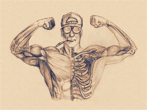 body anatomy  radserg  deviantart