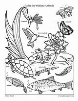Coloring Animals Wetland Pages Habitats Color Nature Smiling Ecosystem Preschool Animal Sheets Science Drawing Biomes Colouring Printable Grassland Pdf Exploring sketch template