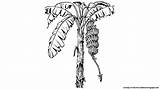 Banana Tree Drawing Clipart Getdrawings Drawings Paintingvalley sketch template