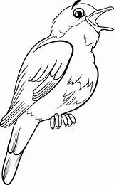 Usignolo Rossignol Coloriage Nightingale Uccello Kleurplaat Oiseau Vettore Nachtegaal sketch template