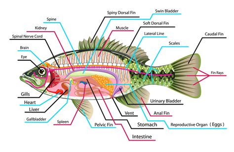 internal anatomy  fish internal parts  fish  diagram