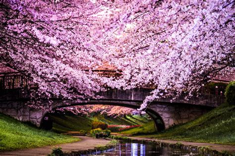 Cherry Blossom Trees In Japan 8 Jaw Dropping Trees