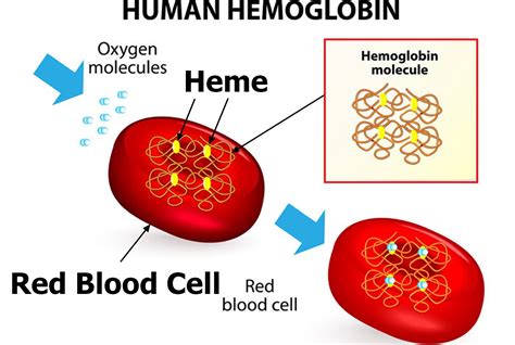 red blood cells function   elevated high large
