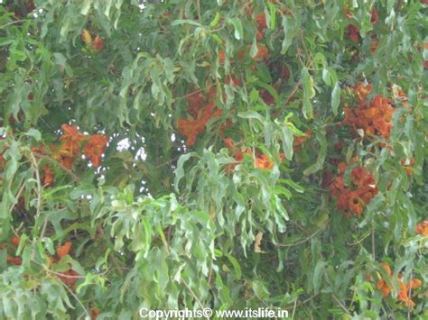 roheda state flower  rajasthan gardening desert teak