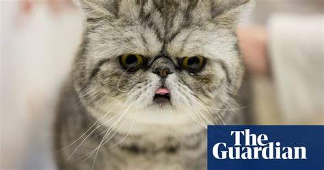 the supreme cat show behind the scenes at the uk s